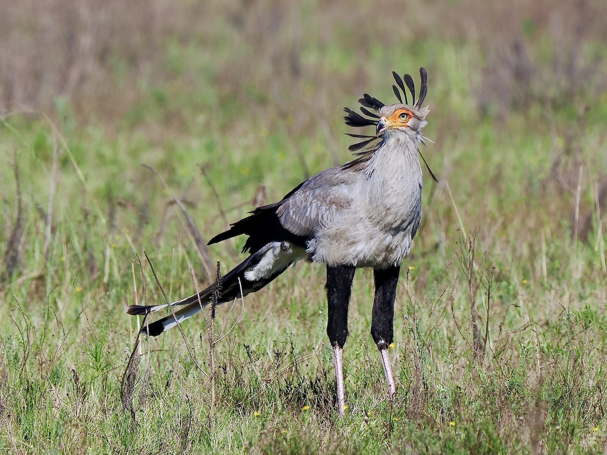 Secretarybird - ML616457605