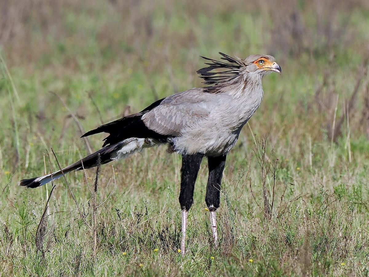 Secretarybird - ML616457608