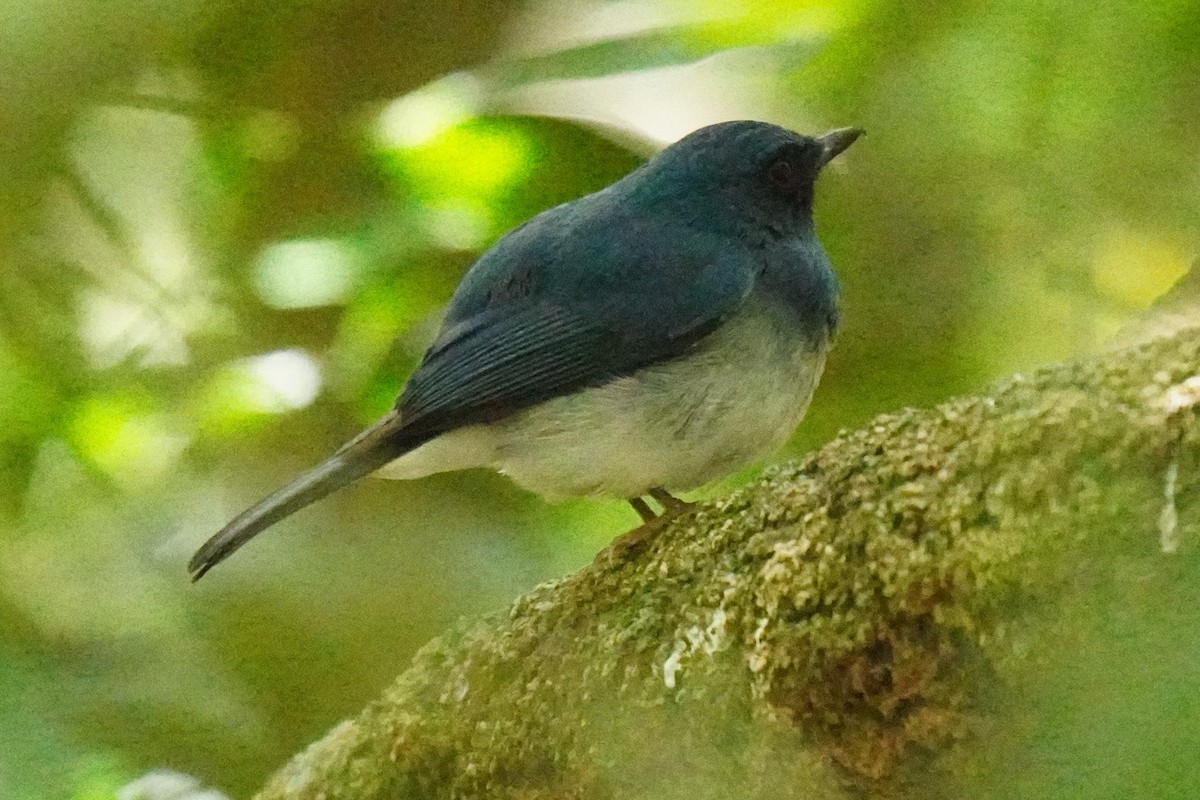 White-bellied Blue Flycatcher - ML616457649