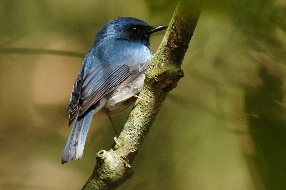 White-bellied Blue Flycatcher - Sundar Muruganandhan