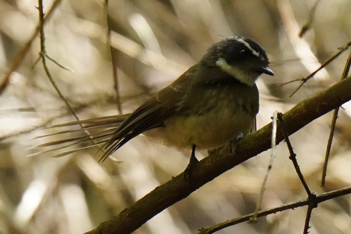 Spot-breasted Fantail - ML616457666