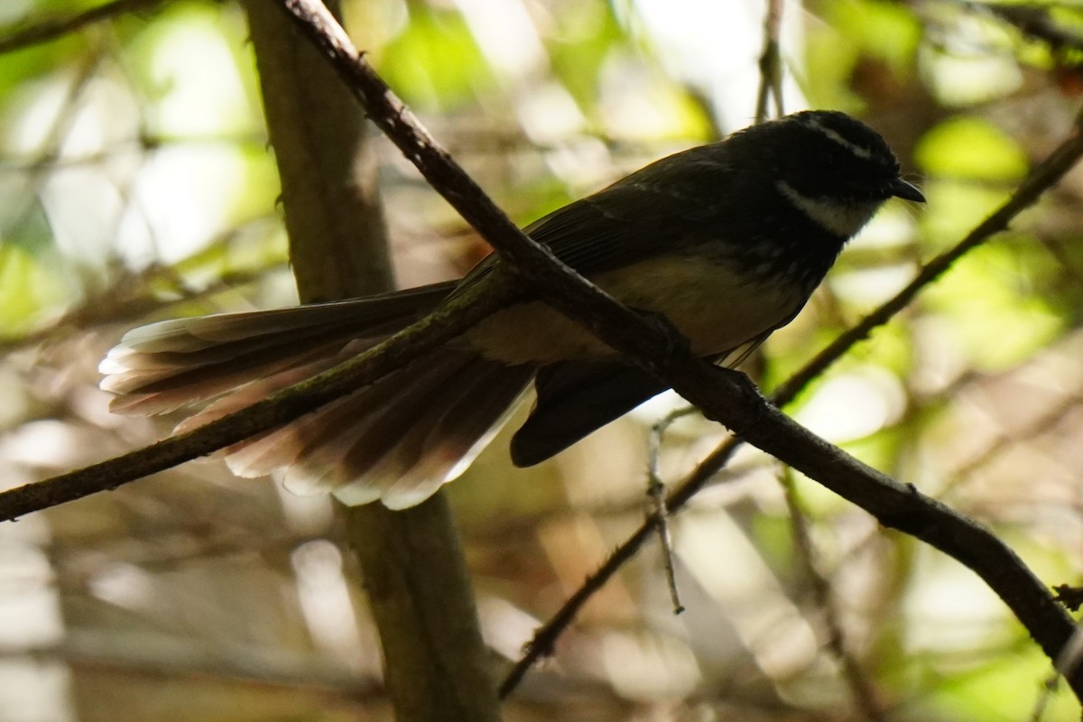 Spot-breasted Fantail - ML616457667