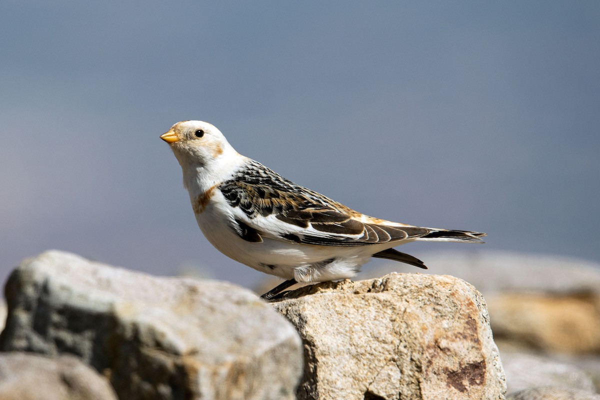 Snow Bunting - Jesús Lavedán Rodríguez