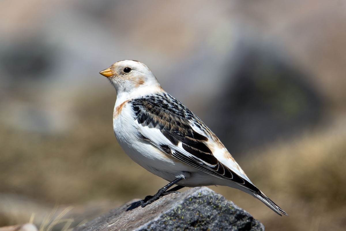 Snow Bunting - Jesús Lavedán Rodríguez