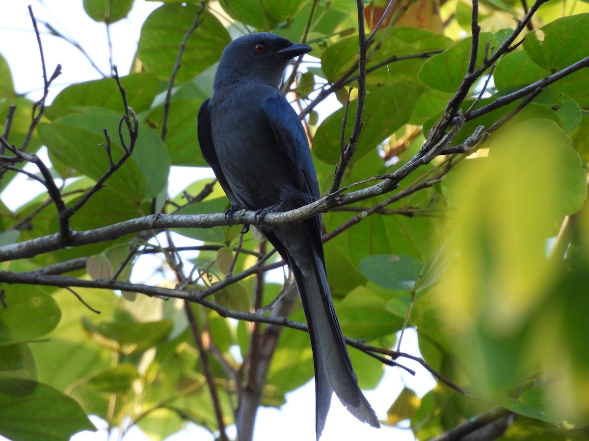 Ashy Drongo - Xiongfei Pu