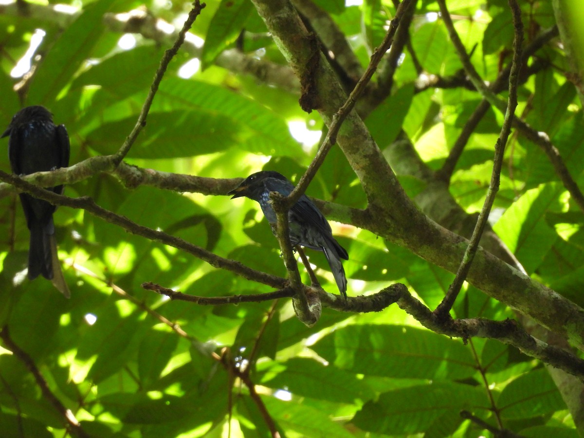 Bronzed Drongo - ML616457709