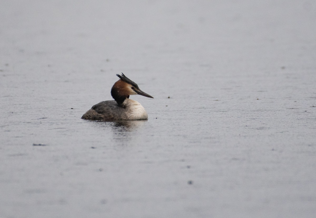 Great Crested Grebe - ML616457720