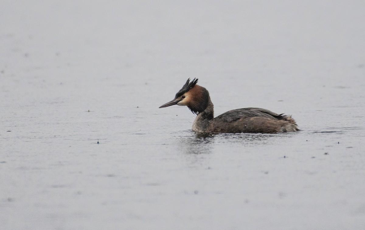 Great Crested Grebe - ML616457724