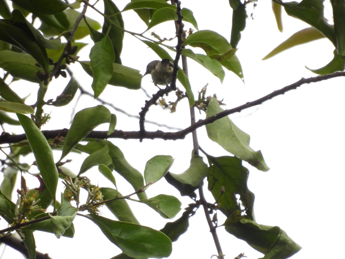 Plain Flowerpecker - ML616457759