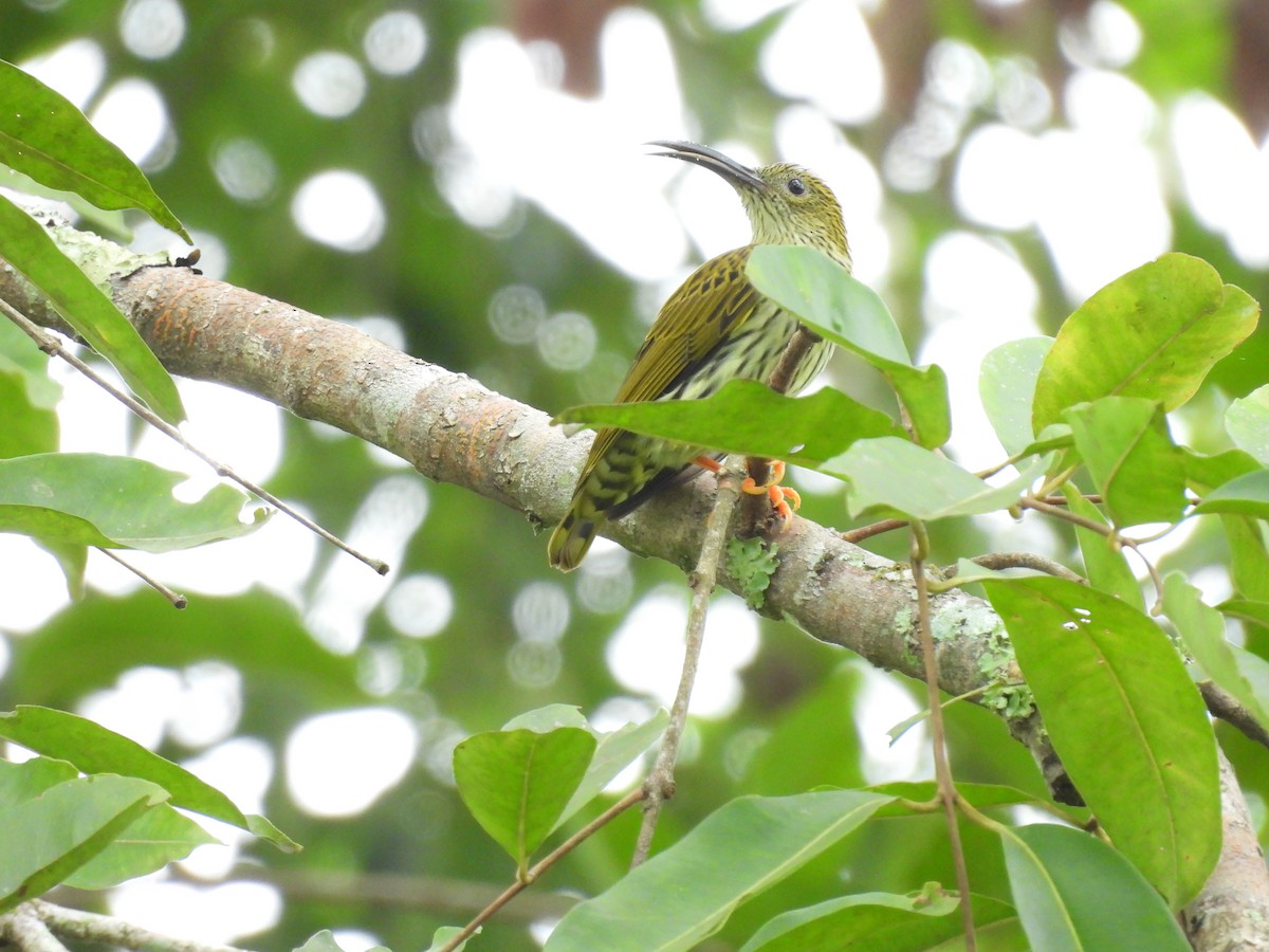 Streaked Spiderhunter - ML616457766