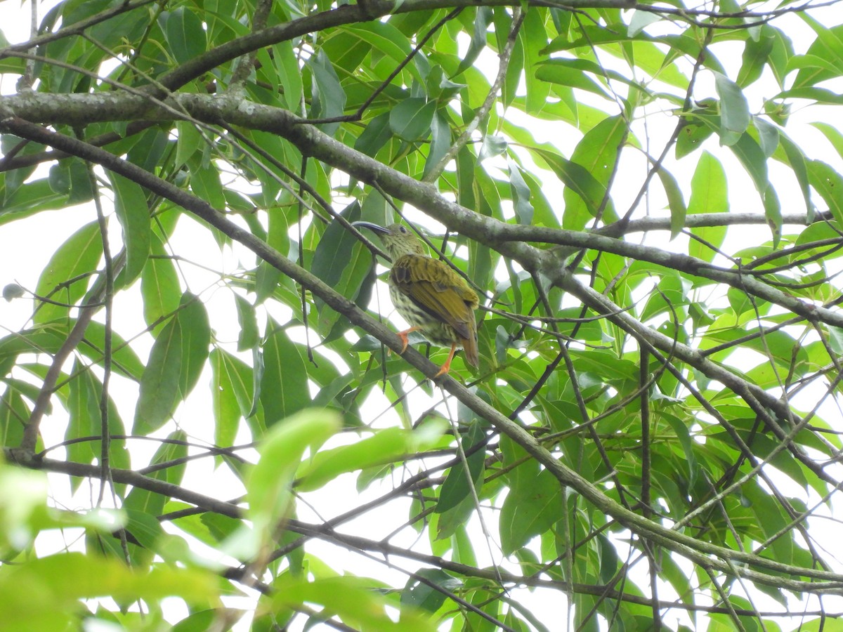 Streaked Spiderhunter - ML616457767