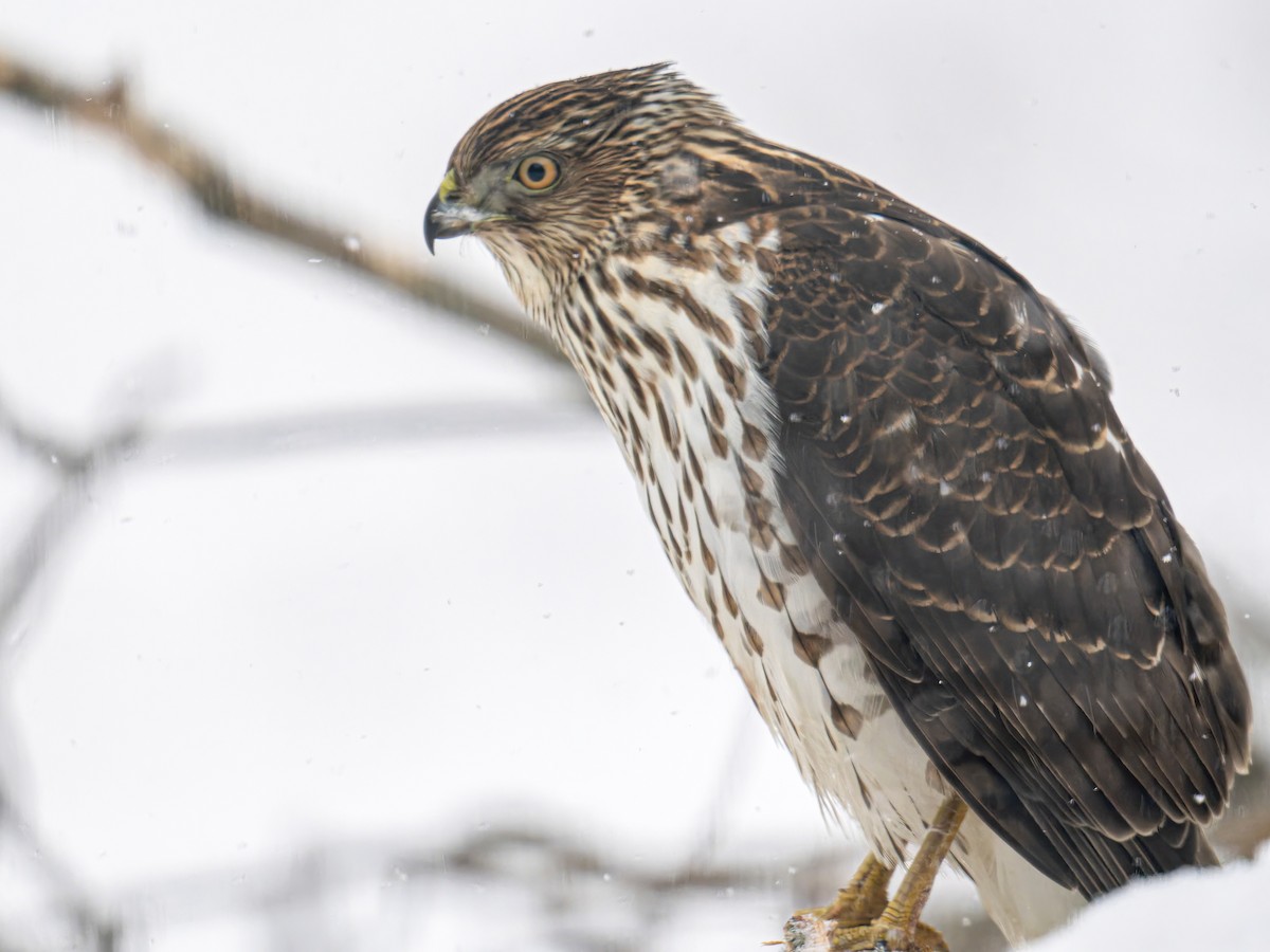 Cooper's Hawk - Jason Carlson