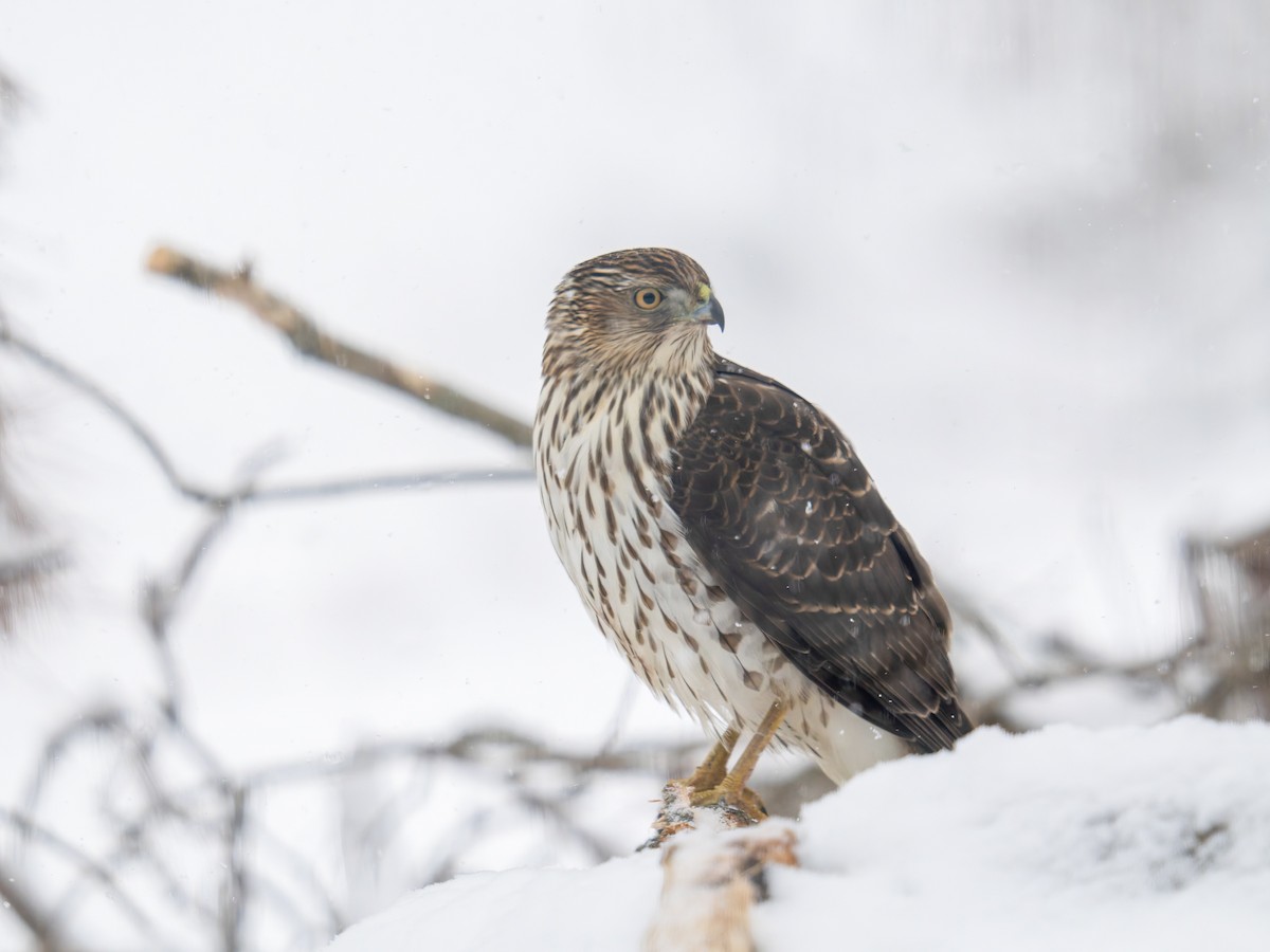 Cooper's Hawk - ML616457785