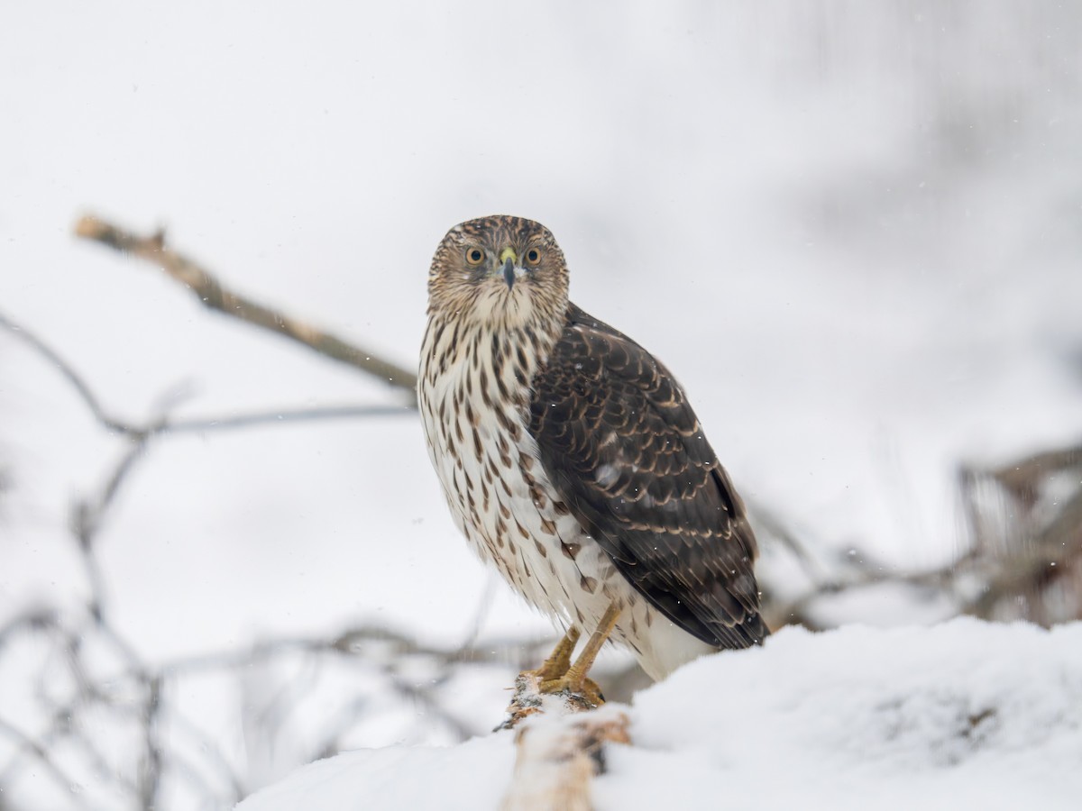 Cooper's Hawk - ML616457786