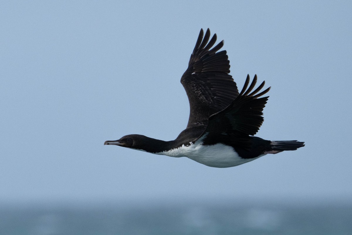 Stewart Island Shag - Anonymous