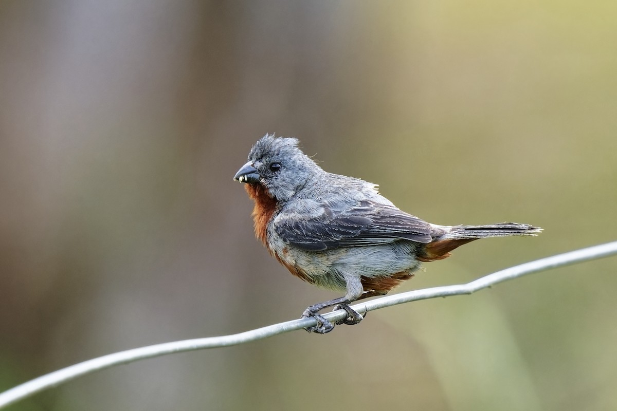 Chestnut-bellied Seedeater - Holger Teichmann