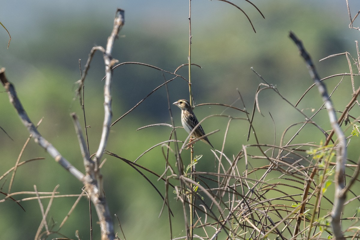 Yellow-crowned Bishop - Nige Hartley