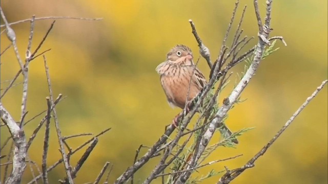 Овсянка Крешмара - ML616457857