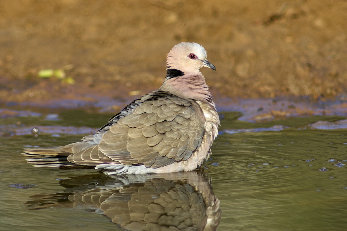 Red-eyed Dove - ML616457915