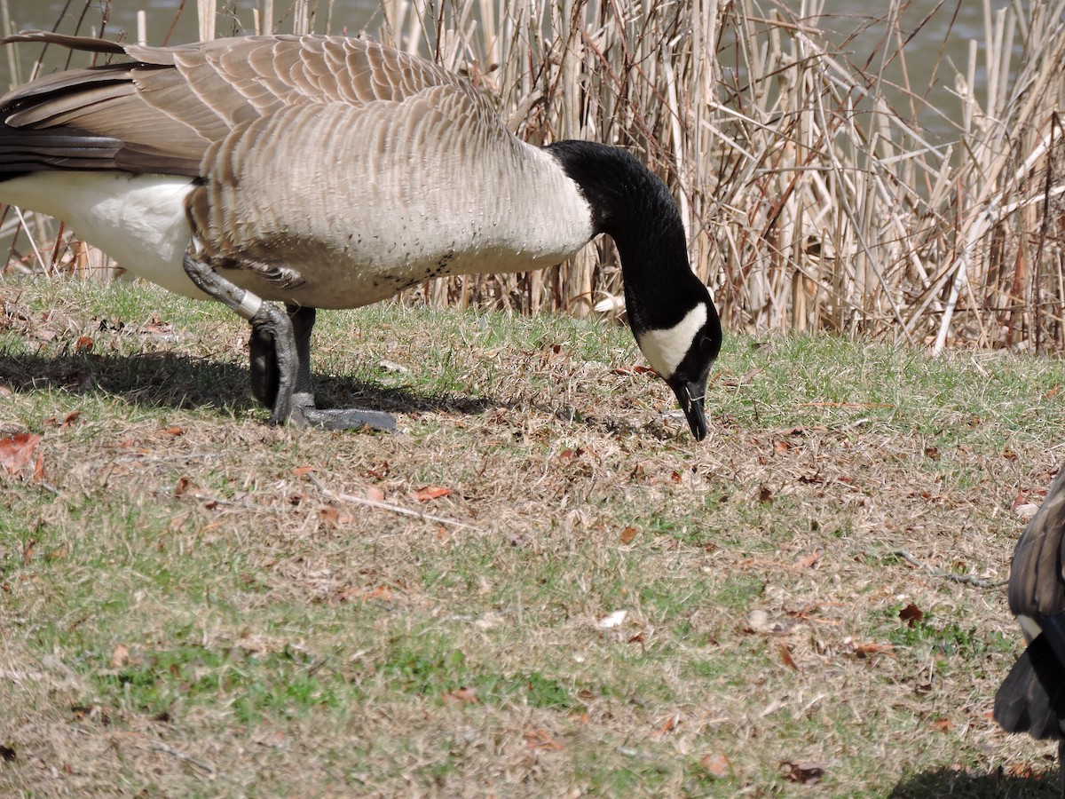 Canada Goose - Luis Mendes