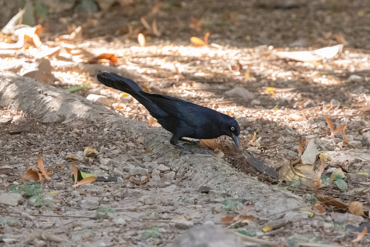 Greater Antillean Grackle - ML616457949