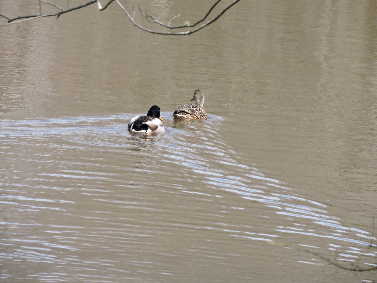 Mallard - Luis Mendes