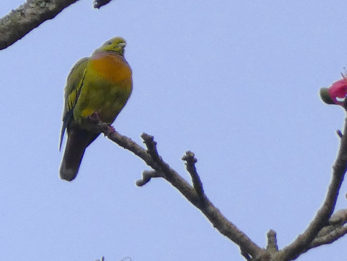 Orange-breasted Green-Pigeon - ML616457952