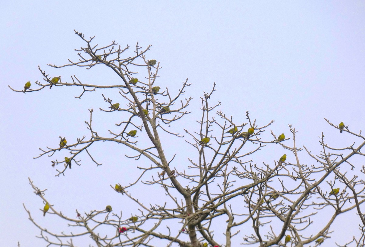 Orange-breasted Green-Pigeon - ML616457953