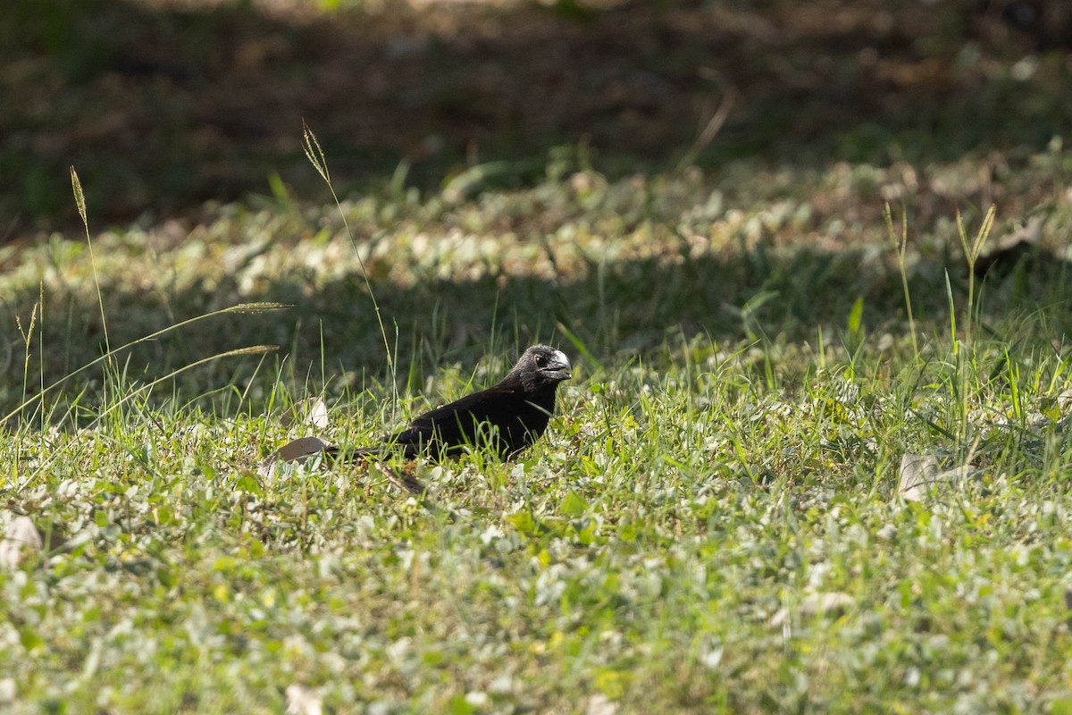 Smooth-billed Ani - ML616457956