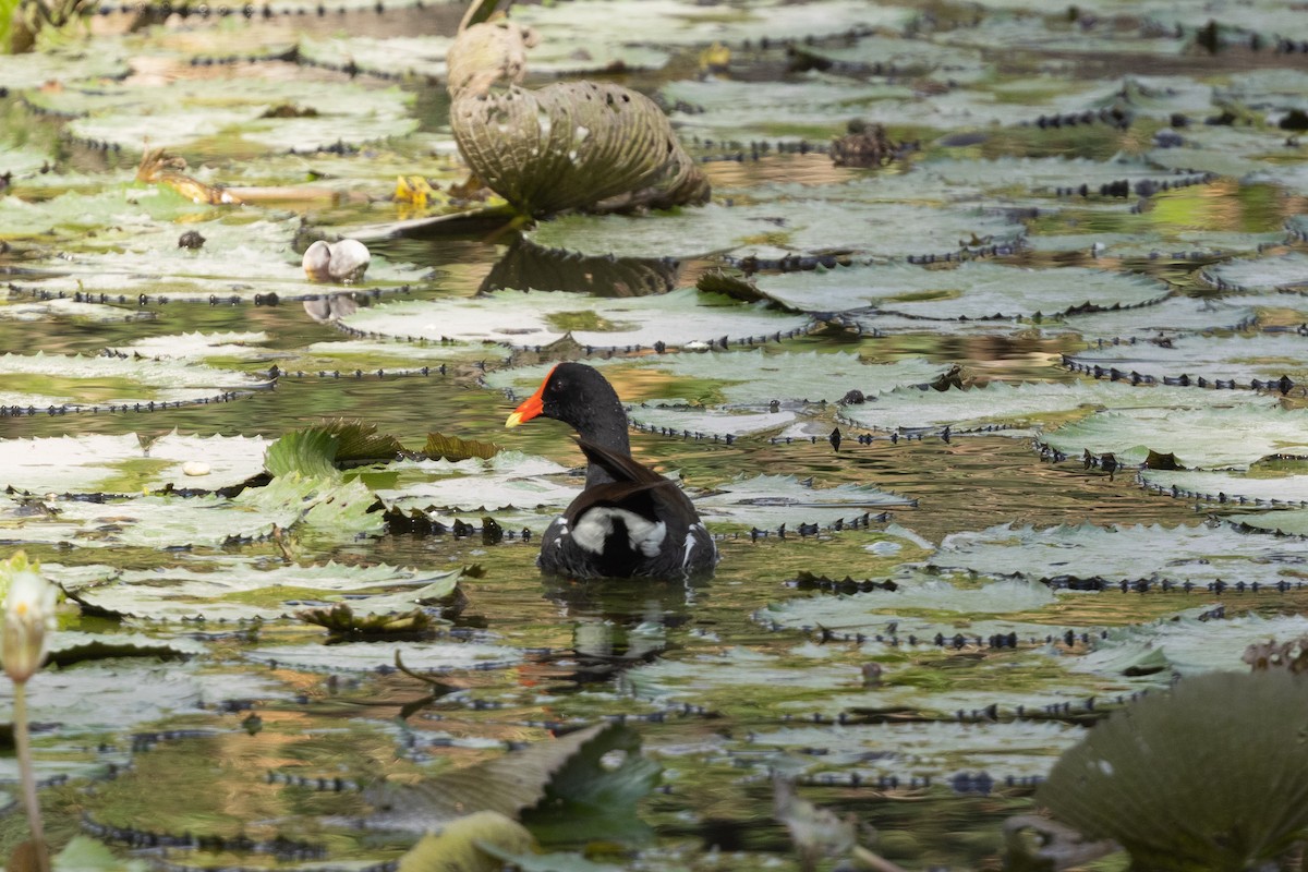 Common Gallinule - ML616457966