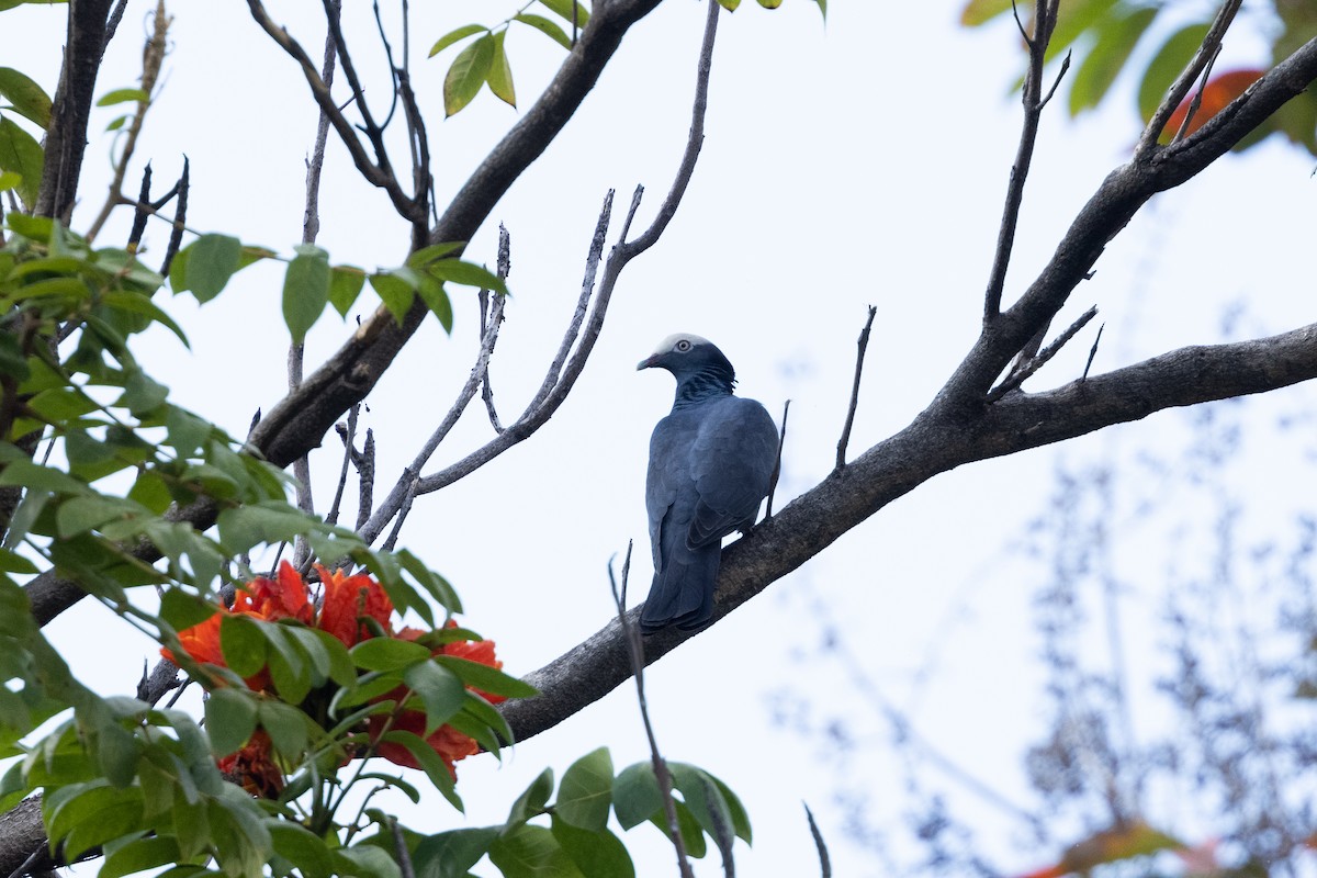 White-crowned Pigeon - ML616457970