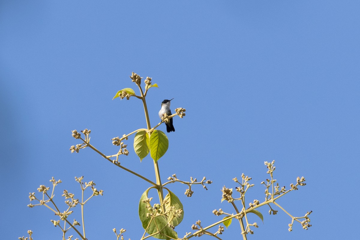 Colibrí Zumbadorcito - ML616457971