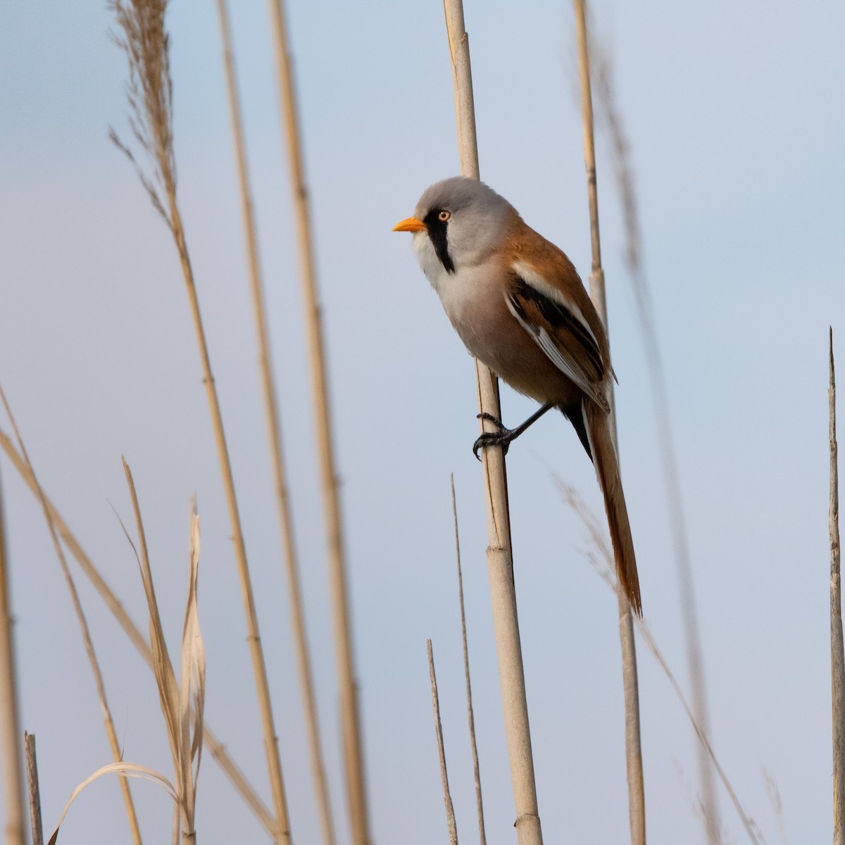 Bearded Reedling - ML616458013