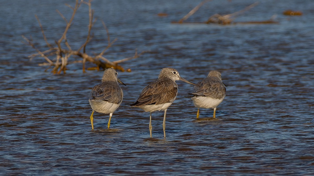 Common Greenshank - ML616458028