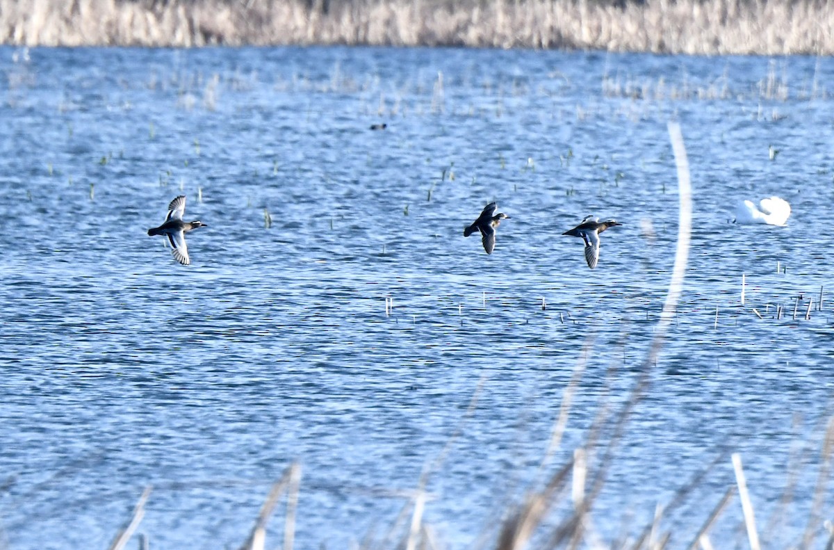 Garganey - ML616458031