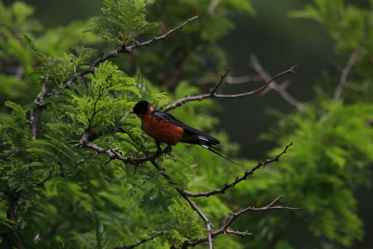 Rufous-chested Swallow - Rene Ritsema