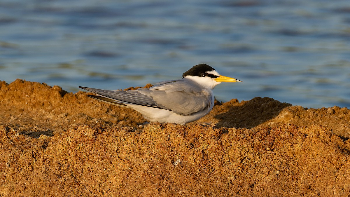 Little Tern - ML616458039