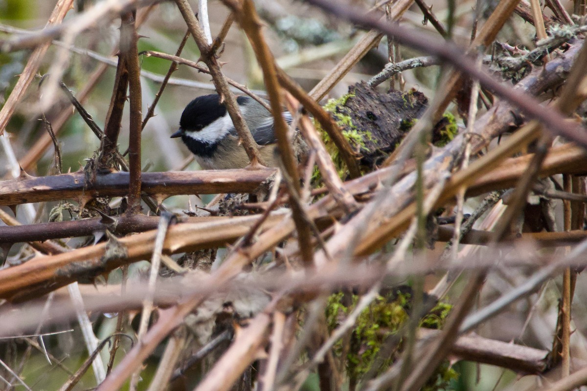 Mésange à tête noire - ML616458060