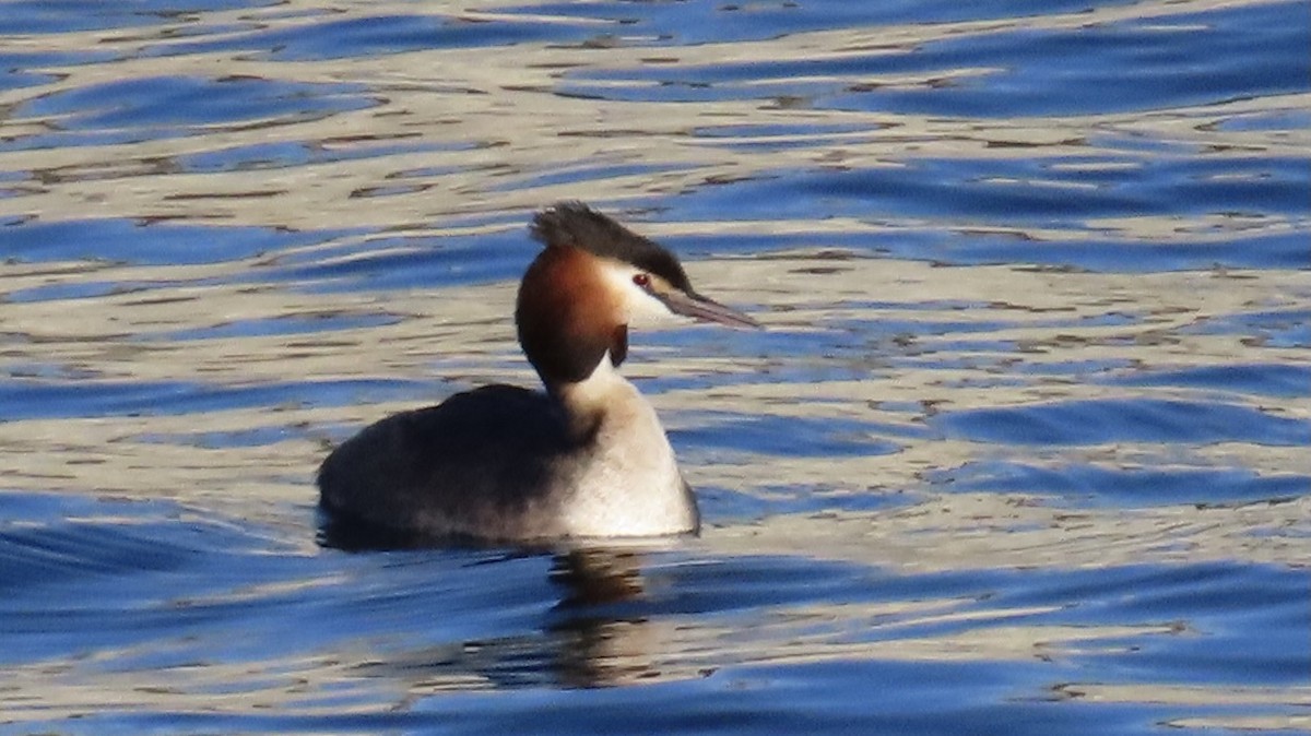 Great Crested Grebe - ML616458097