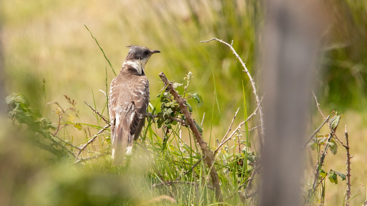 Great Spotted Cuckoo - ML616458098