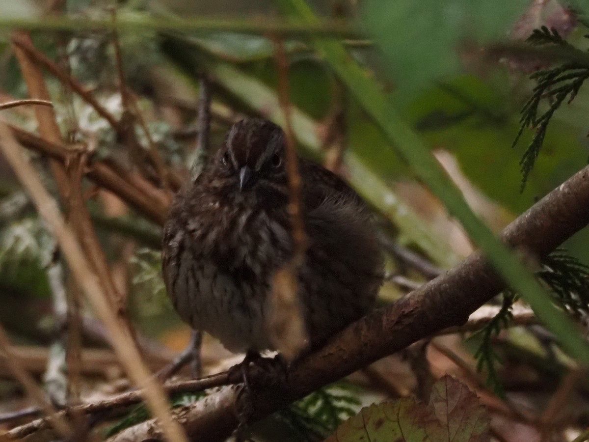 Song Sparrow (rufina Group) - ML616458178