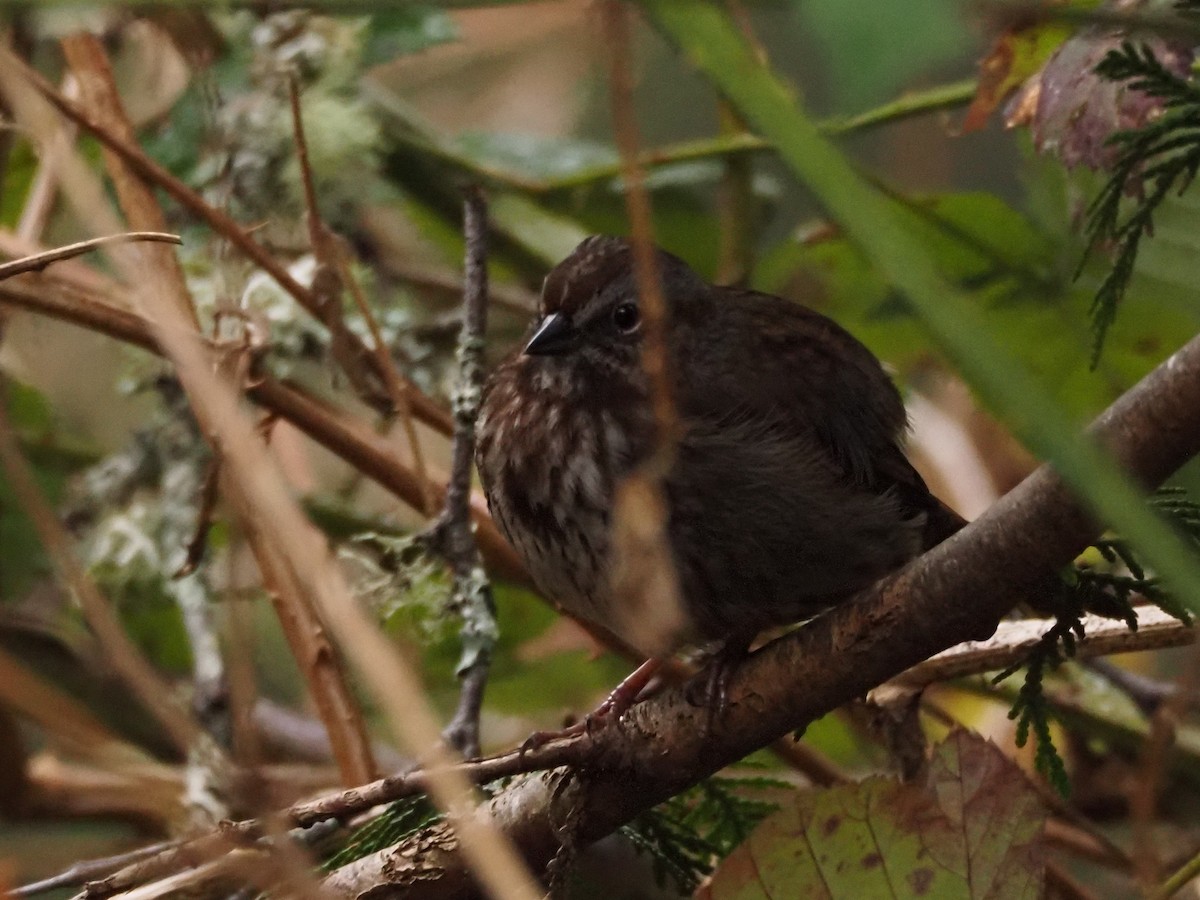 Song Sparrow (rufina Group) - ML616458181