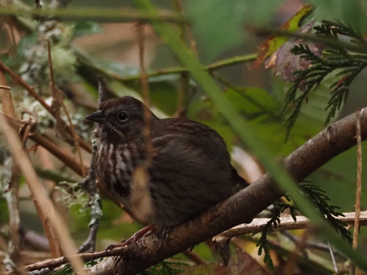 Song Sparrow (rufina Group) - ML616458182