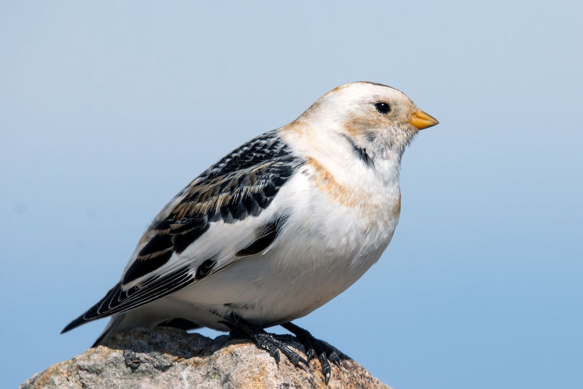 Snow Bunting - Jesús Lavedán Rodríguez