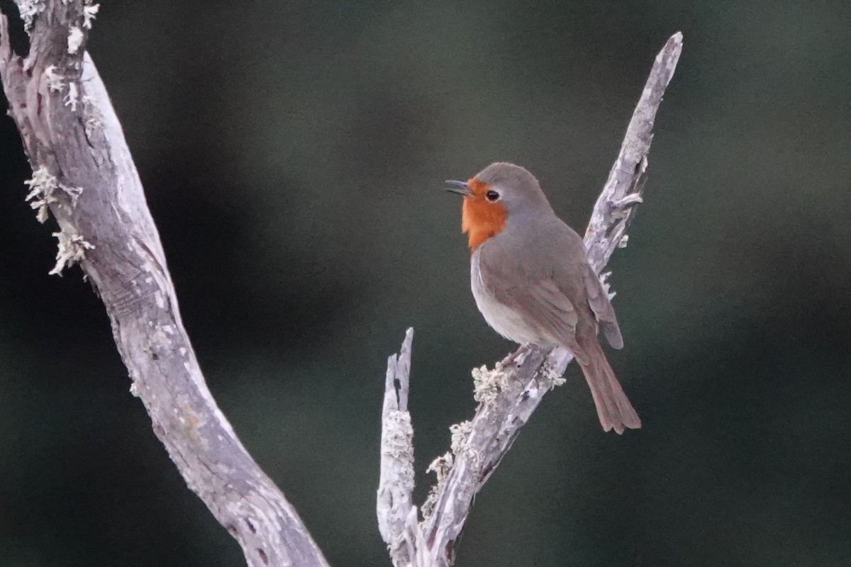 European Robin - ML616458234