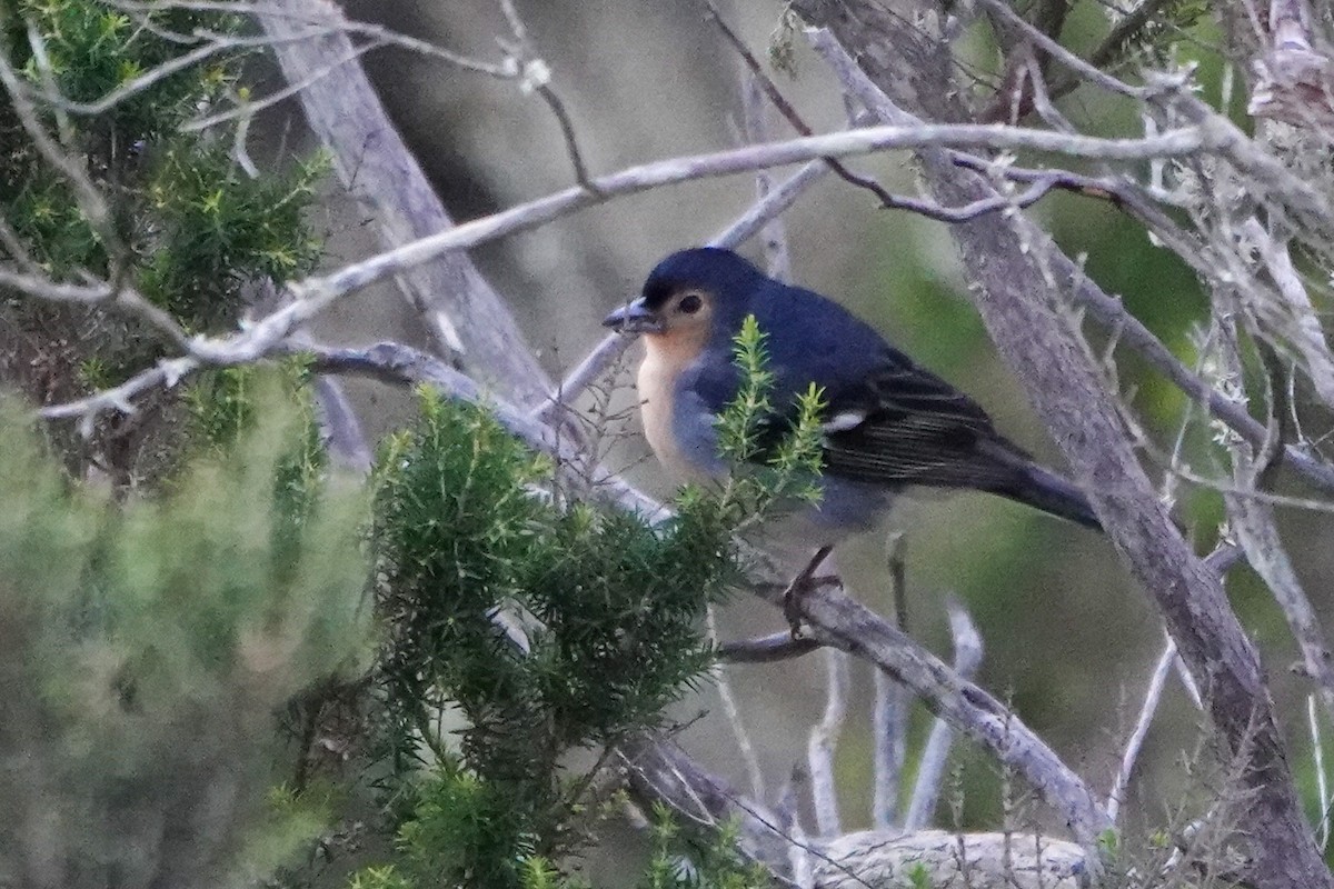 Canary Islands Chaffinch - ML616458238