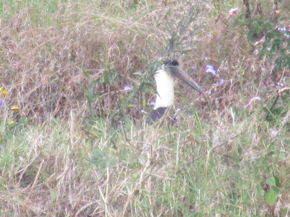 Asian Woolly-necked Stork - ML616458239