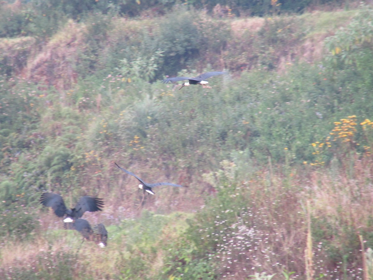 Asian Woolly-necked Stork - ML616458241