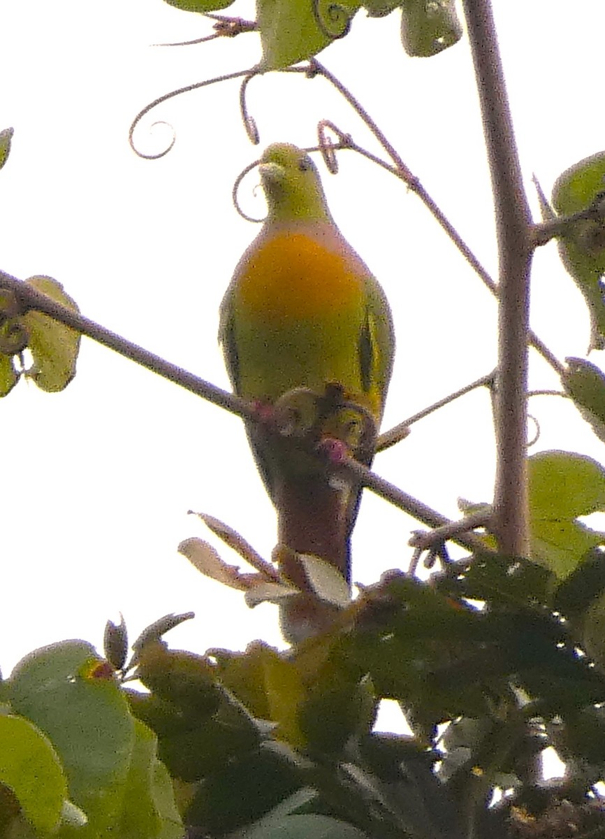 Orange-breasted Green-Pigeon - ML616458253