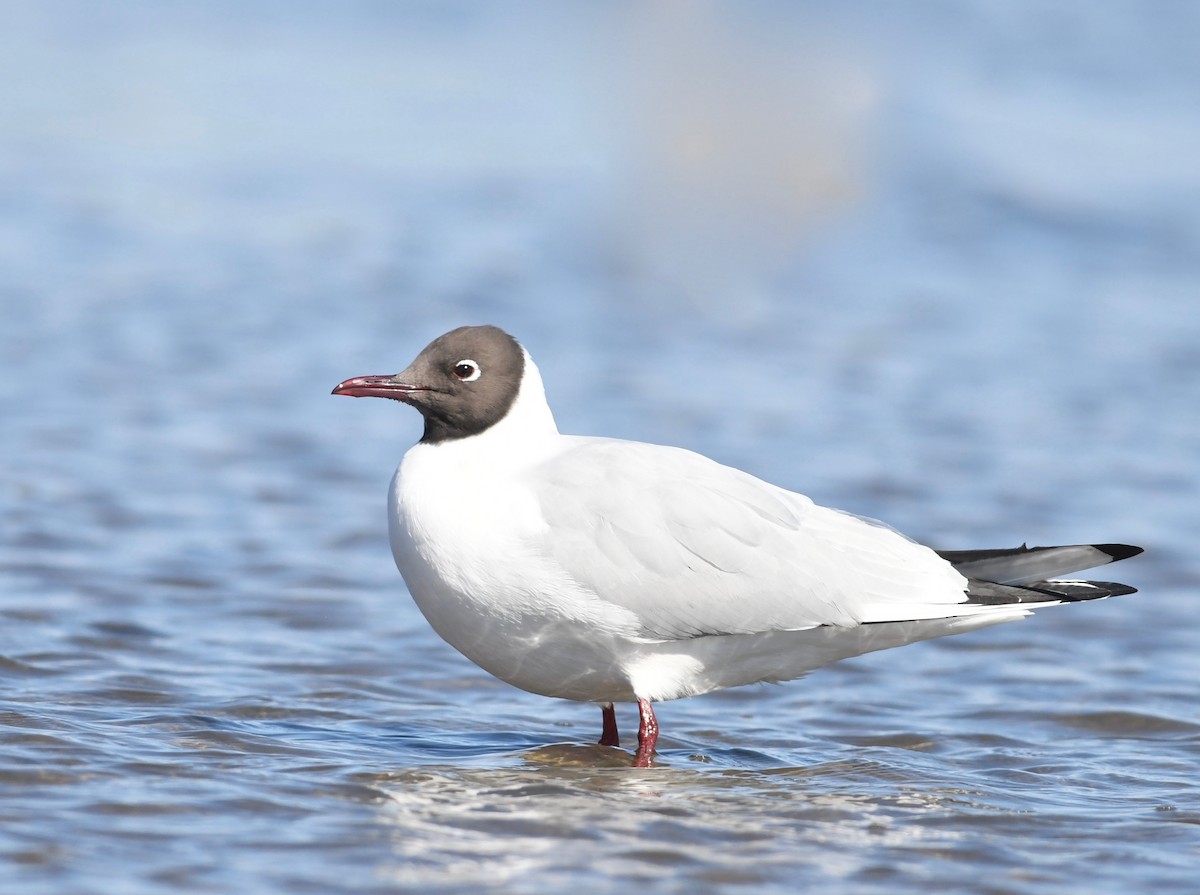 Black-headed Gull - ML616458300